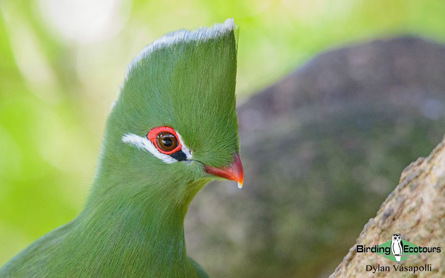 ultimate birding guide South Africa