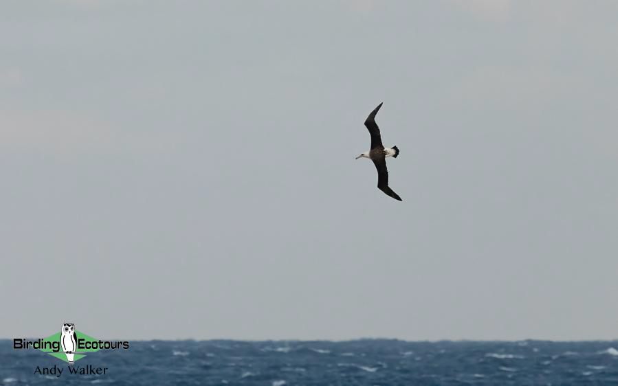 Japan pelagic birding tour