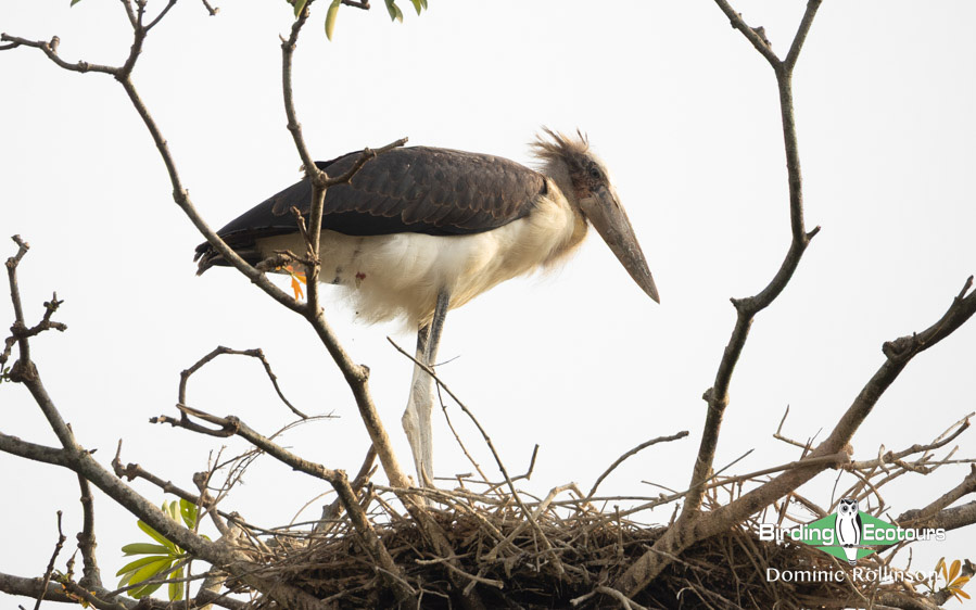 Northern India birding tour report