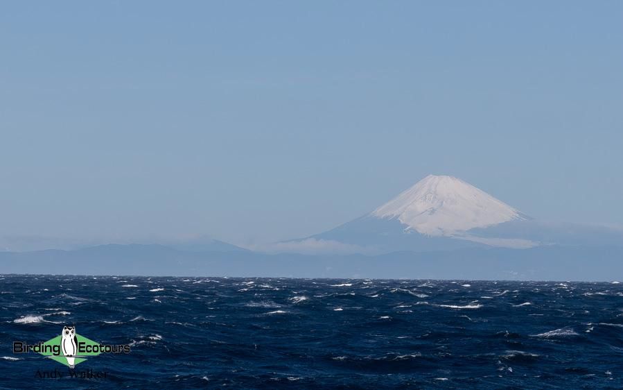 Japan pelagic birding tour