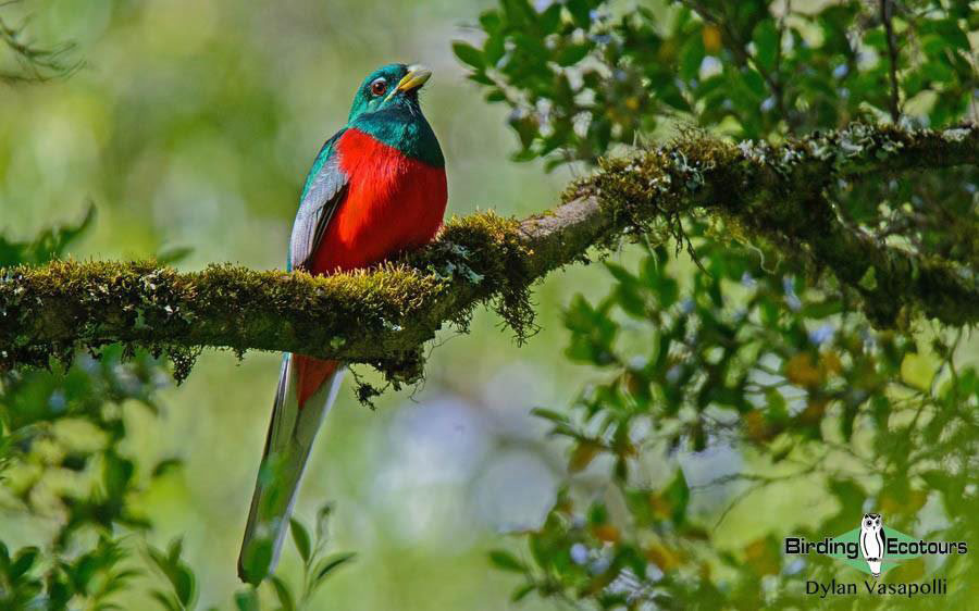 ultimate birding guide South Africa