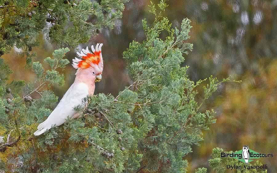 Eastern Australia birding tours