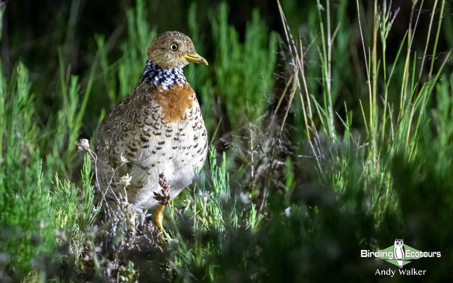 Eastern Australia birding tours