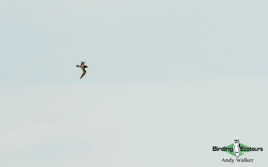 Japan pelagic birding tour