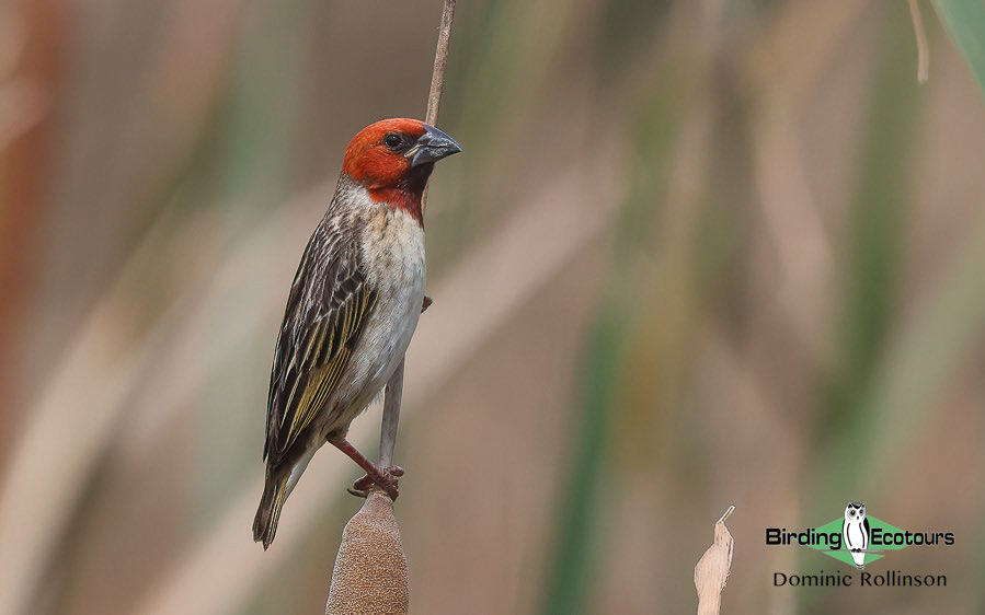 ultimate birding guide South Africa