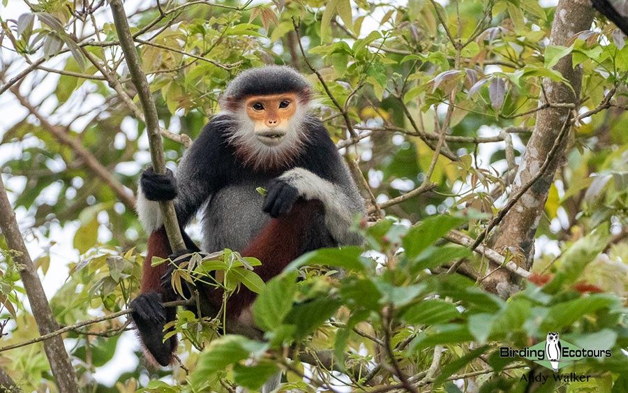 Birding Southern and Central Vietnam Trip Report