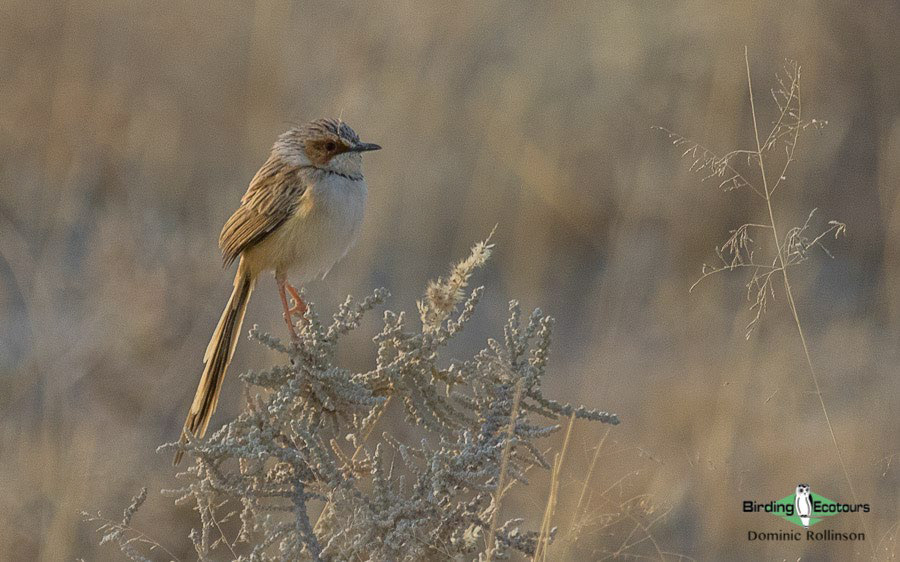 ultimate birding guide South Africa