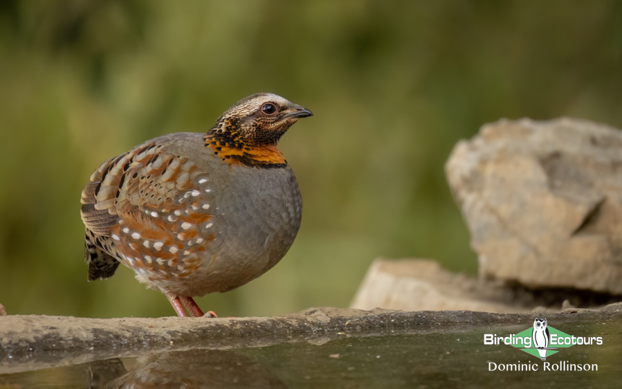 Northern India birding tour report