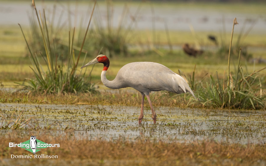 Northern India birding tour report