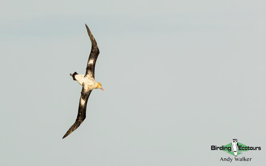 Japan pelagic birding tour