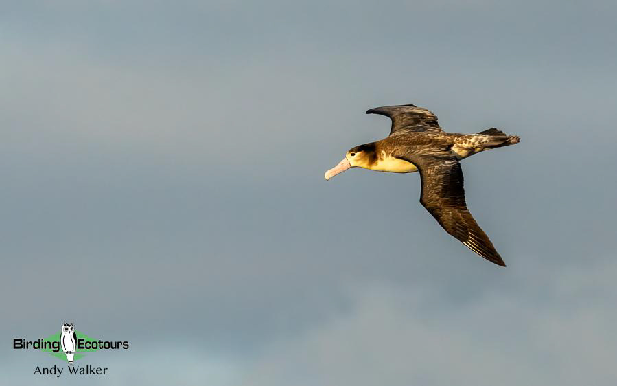 Japan pelagic birding tour