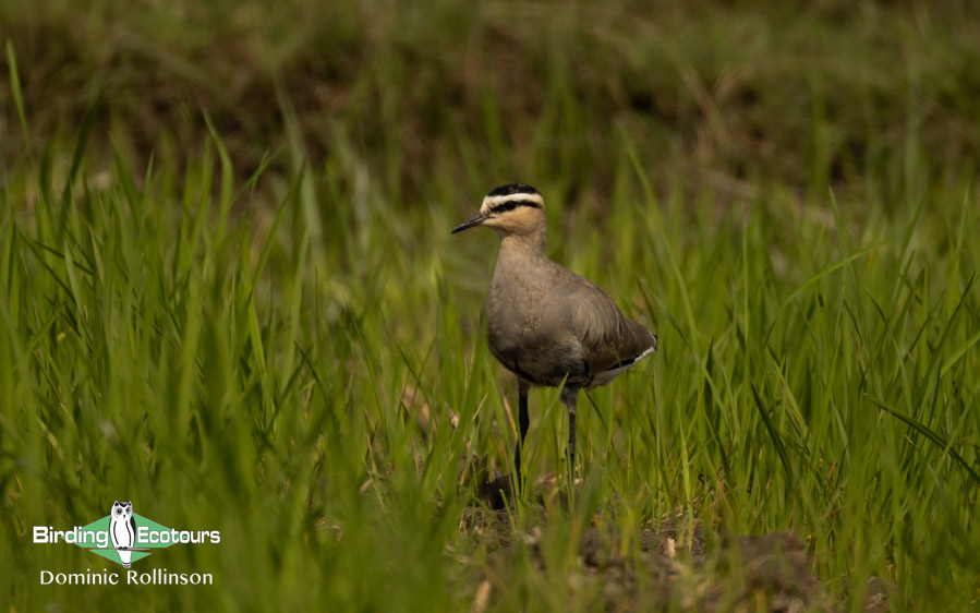 Northern India birding tour report
