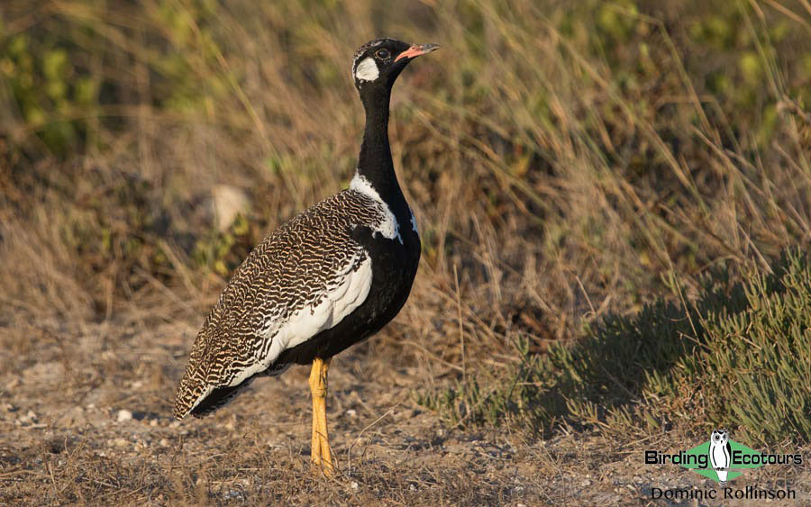 ultimate birding guide South Africa