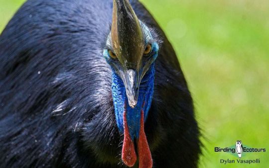 Eastern Australia birding tours