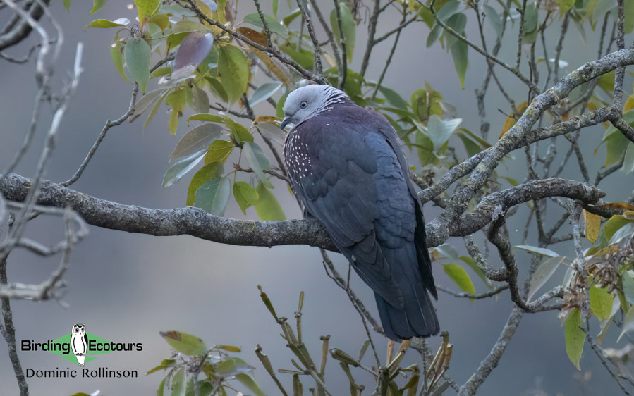 Northern India birding tour report