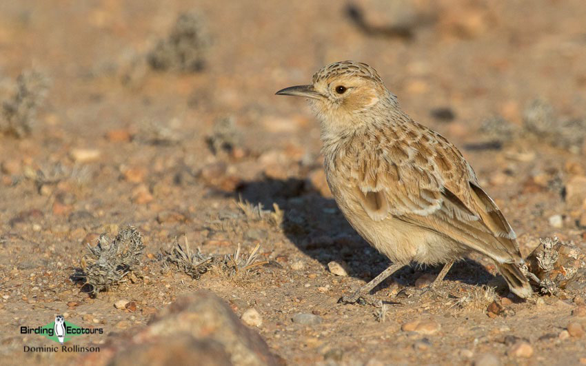 ultimate birding guide South Africa