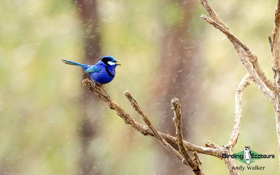 Eastern Australia birding tours
