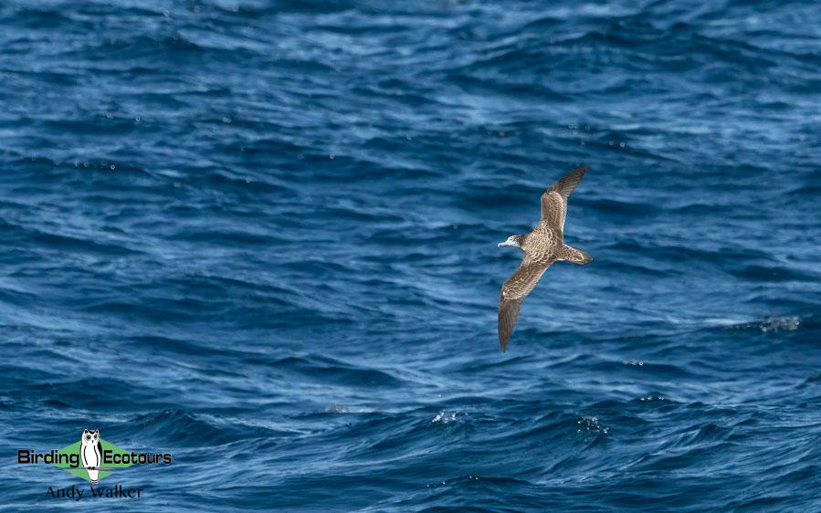Japan pelagic birding tour