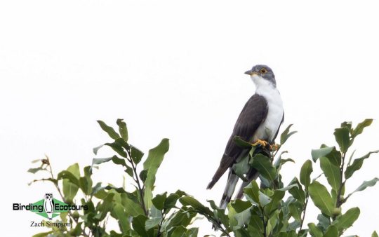 Budget Limpopo birding