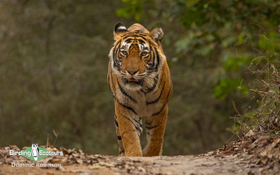Northern India birding tour report
