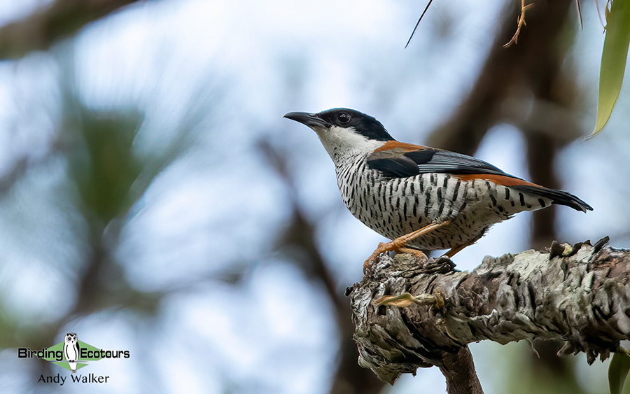 Birding Southern and Central Vietnam Trip Report