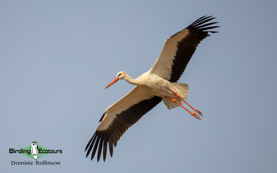 Northern India birding tour report