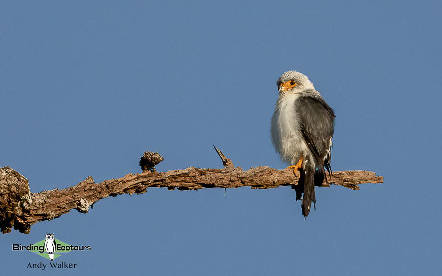 Cambodia birding tour report