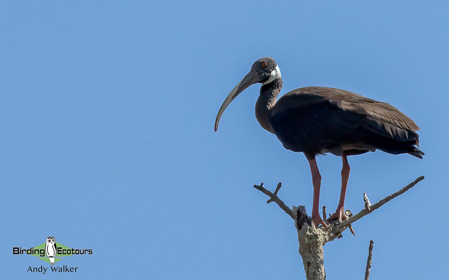 Cambodia birding tour report