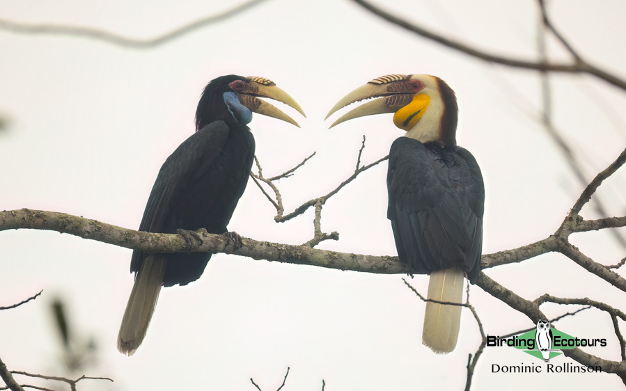 Northern India birding tour report