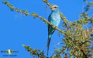 Eastern Uganda Birding Tour