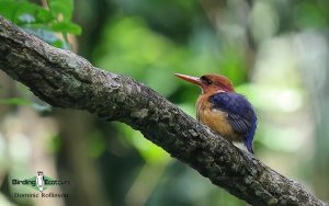 Eastern Uganda Birding Tour