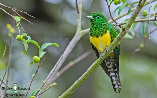 Subtropical South Africa Birding Tour