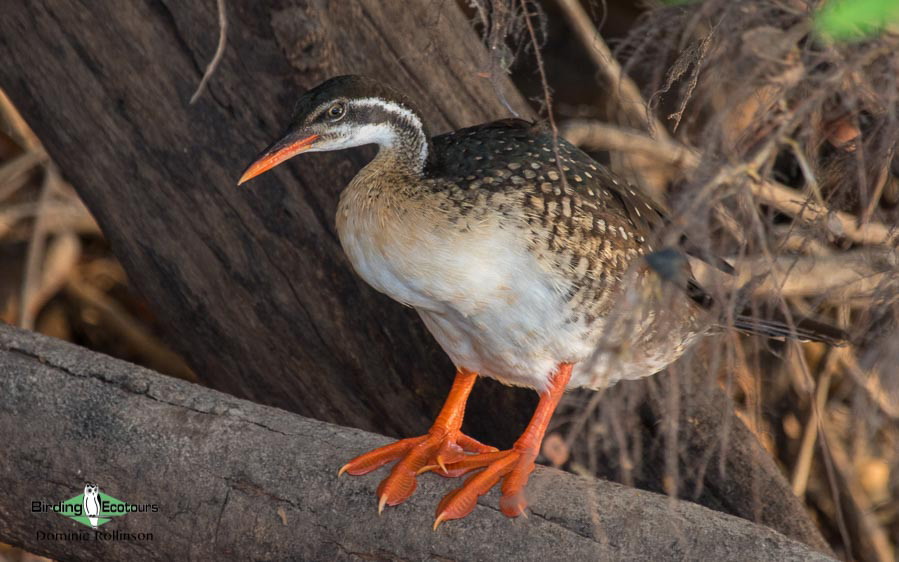 Uganda Birding Tour
