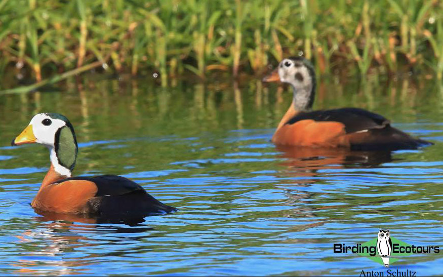Zululand birding tours