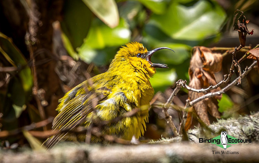 Hawaii Private Birding Tour Report