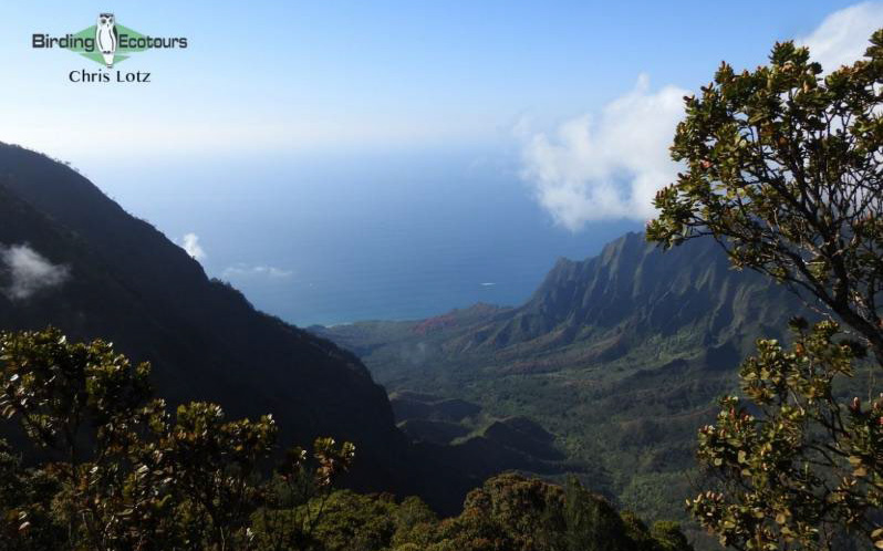 Hawaii Private Birding Tour Report