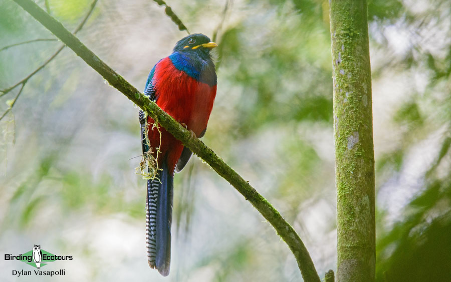 Uganda Birding Tour