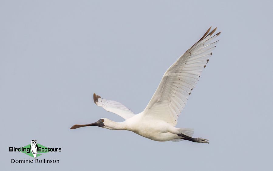 Taiwan Birding Extravaganza Trip Report
