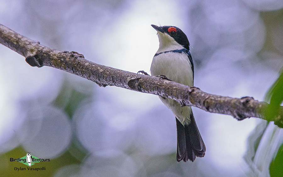Subtropical South Africa Birding Tour