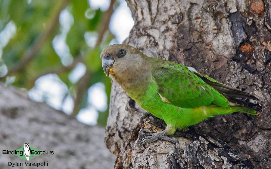 Subtropical South Africa Birding Tour