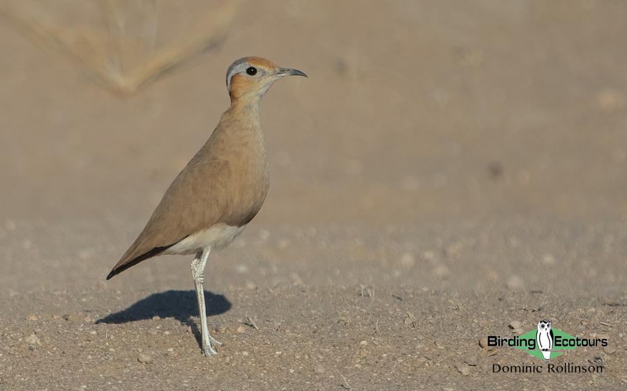 Northern Cape birding tour
