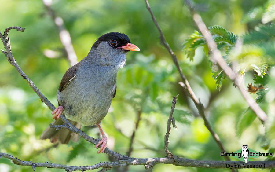 Subtropical South Africa Birding Tour