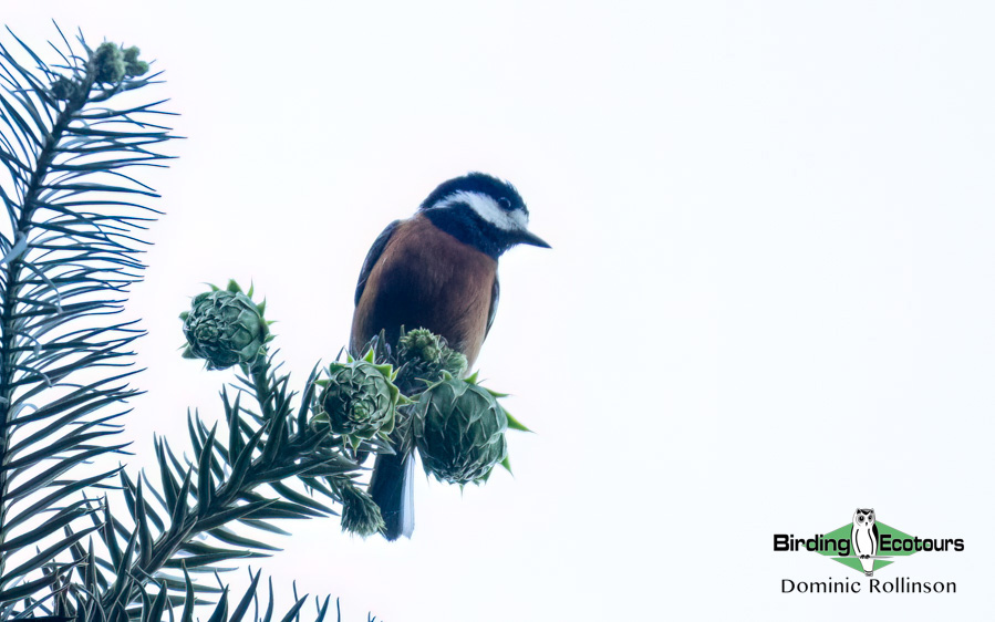 Taiwan Birding Extravaganza Trip Report