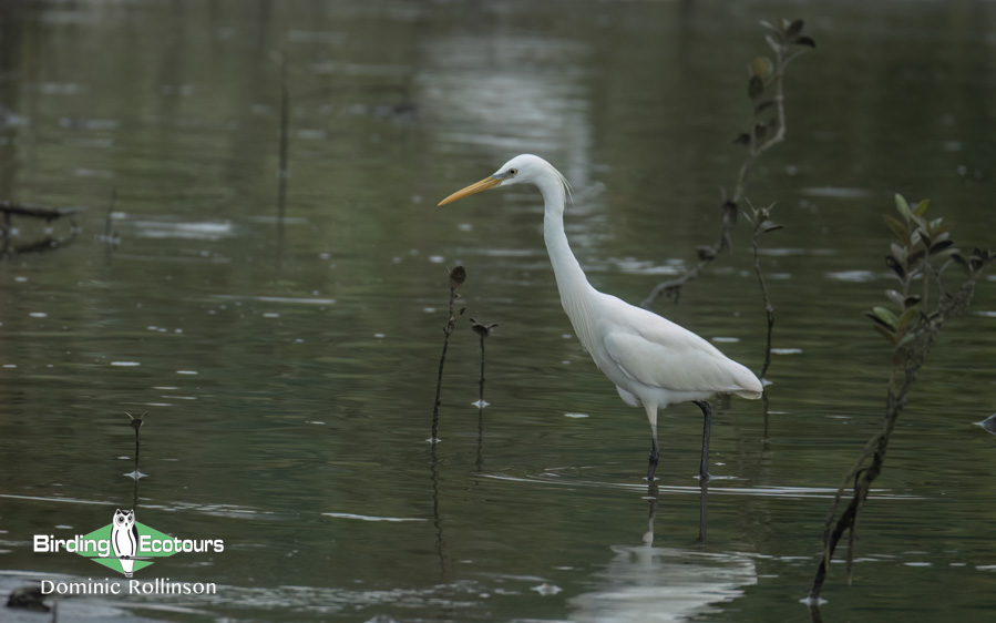 Taiwan Birding Extravaganza Trip Report