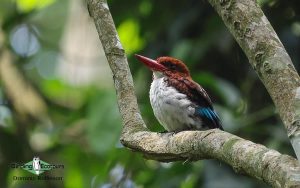 Eastern Uganda Birding Tour