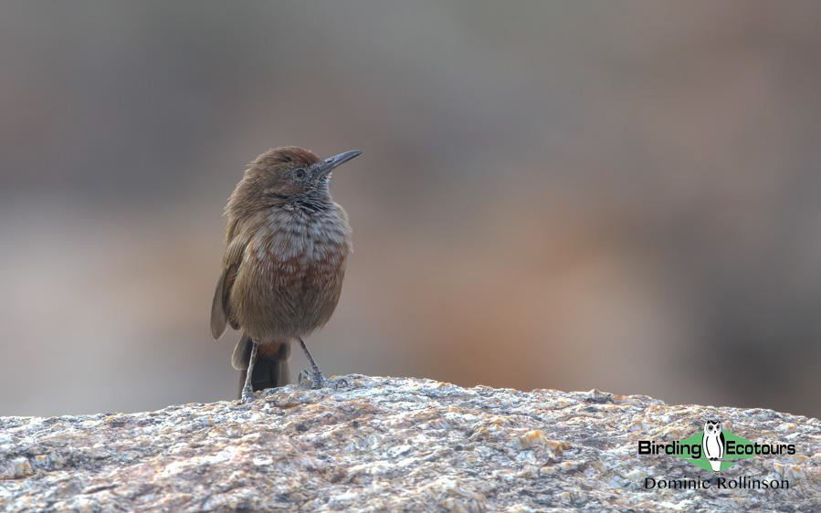 Northern Cape birding tour