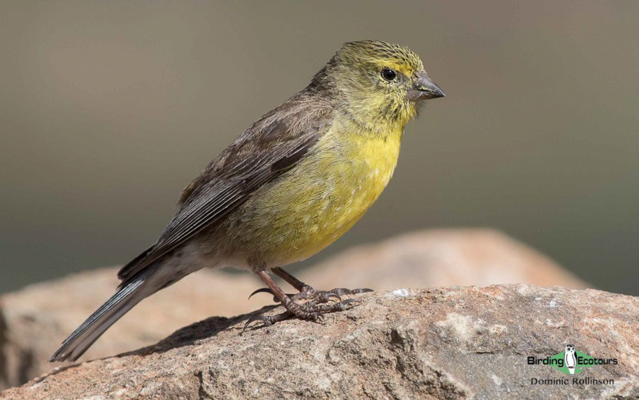 Subtropical South Africa Birding Tour