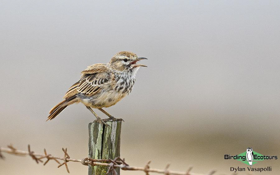 Northern Cape birding tour