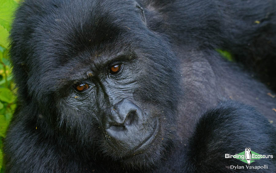 Uganda Birding Tour