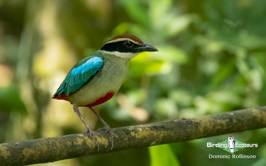 Taiwan Birding Extravaganza Trip Report